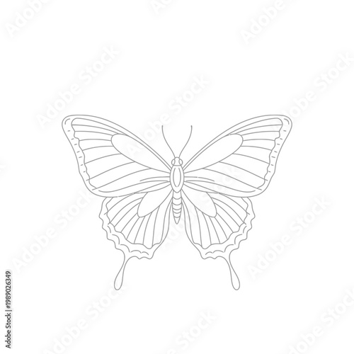 Butterfly outline drawing, elegant insect vector illustration