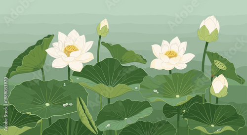 Beautiful white lotus flowers bloom among large green lily pads in a serene and peaceful garden pond water setting.