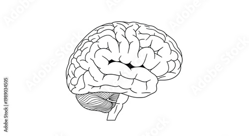 Detailed black and white line art illustration of the human brain showing different lobes and the cerebellum.