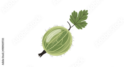 Green Gooseberry Fruit with Leaf Stem.