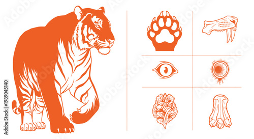 Orange Tiger Vector Illustration Set Including Paw Print Teeth Eye And Muscle Anatomy Elements For Educational Wildlife And Big Cat Graphics