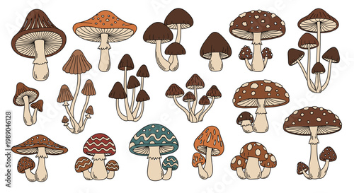 Extensive collection of various mushroom species depicted in a detailed hand-drawn style with different shapes colors and patterns.