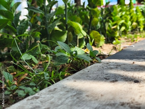 Lush green plants grow beside a weathered concrete curb. Tiny yellow flowers peek through the foliage. Sunlight dapples the ground softly. Nature thrives in urban spaces. Ideal for eco-friendly