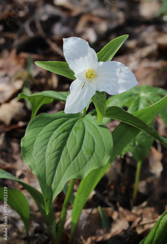 Large White Trillium (Trillium grandiflorum) with its large, showy flower with yellow pollen on anthers. These flowers bloom for a brief time in spring., and are the state wildflower of Ohio.