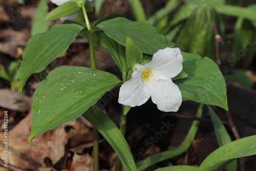 Large White Trillium (Trillium grandiflorum) is a beautiful spring wildflower found in eastern North America.  This beautiful white bloom is the state wildflower of Ohio. 