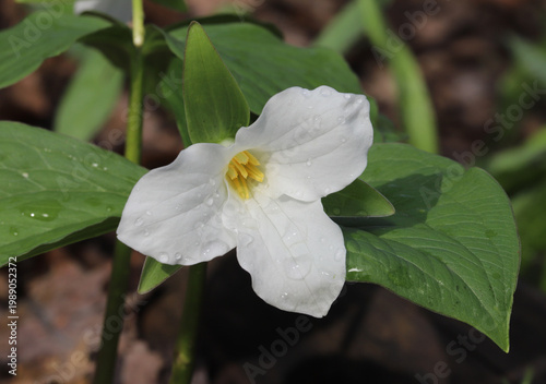 One of the beautiful spring ephemeral wildflowers found in eastern North America: Large White Trillium (Trillium grandiflorum).