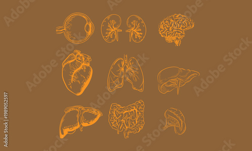 Detailed sketch icons of various human internal organs arranged neatly for medical educational purposes on a simple brown background surface