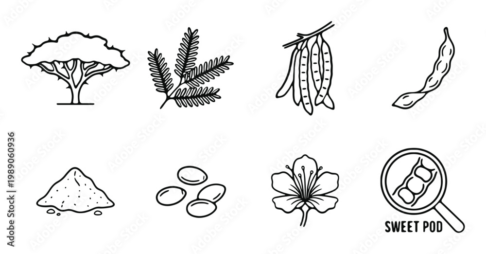 Fototapeta premium Acacia tree pods leaf seeds flower powder and sweet pod for natural gummy ingredient icon set.