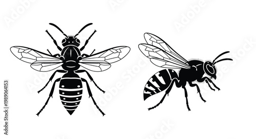 Two black and white illustrations of wasps in different poses