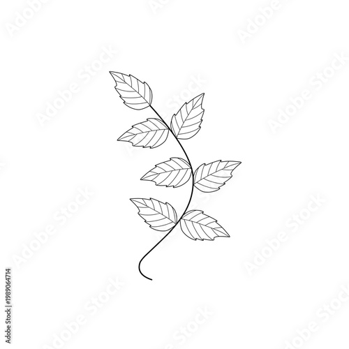 Mint leaf line art. Herbal mint leaf vector. Mint leaf illustration. Hand-drawn mint leaf 