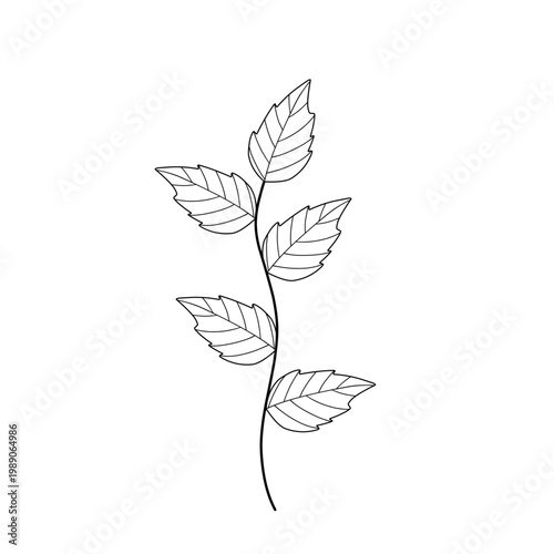 Mint leaf line art. Herbal mint leaf vector. Mint leaf illustration. Hand-drawn mint leaf 