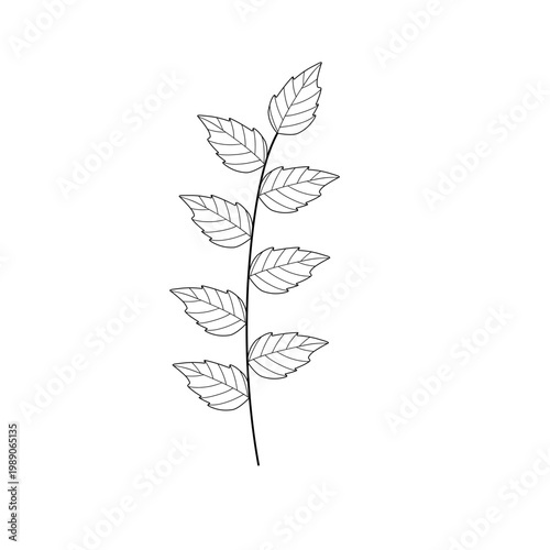 Mint leaf line art. Herbal mint leaf vector. Mint leaf illustration. Hand-drawn mint leaf 