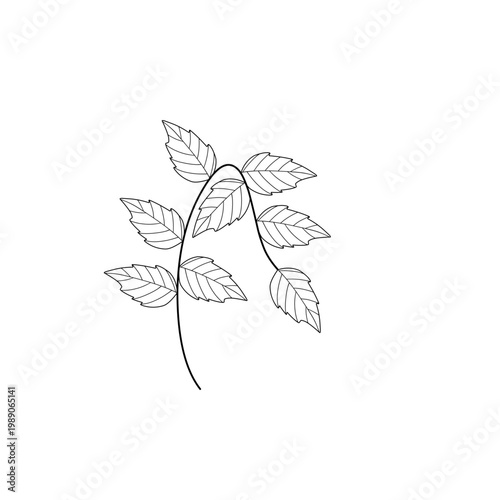 Mint leaf line art. Herbal mint leaf vector. Mint leaf illustration. Hand-drawn mint leaf 