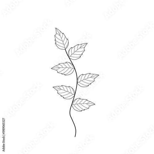 Mint leaf line art. Herbal mint leaf vector. Mint leaf illustration. Hand-drawn mint leaf 