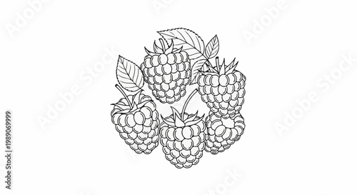 A black and white line drawing of five ripe raspberries with leaves