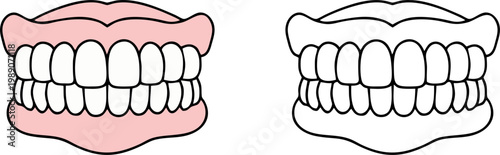 Full Denture Teeth Set Dental Illustration