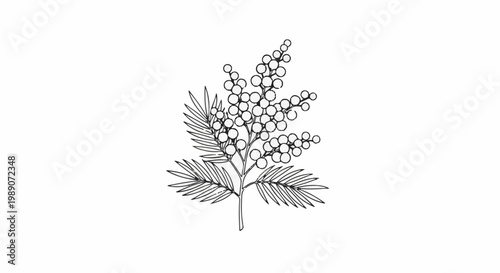 A delicate line drawing of a flowering branch with fuzzy clusters and feathery leaves