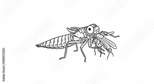 A detailed black and white illustration of a dragonfly nymph capturing a mosquito
