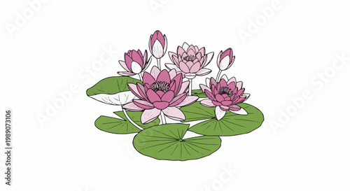 A cluster of blooming water lilies with green lily pads