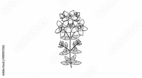 A detailed, hand-drawn illustration of a flowering plant stem with multiple blooms