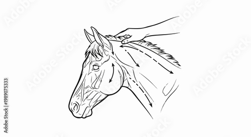 A line drawing depicts a person's hand grooming a horse's neck