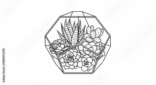 A line drawing of a geometric terrarium filled with various succulents and cacti