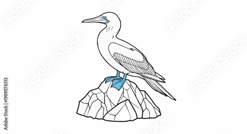 A seabird with blue feet perched on a rocky outcrop