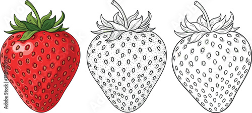 Hand drawn strawberry fruit set featuring colored and outline versions with detailed seeds texture fresh organic berry illustration isolated
