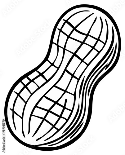 Hand drawn peanut illustration with simple line art and hatching detail
