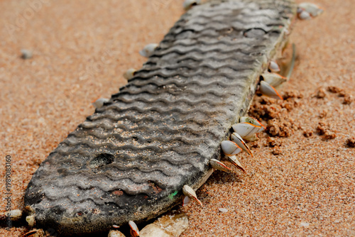 Valokuva An old rubber flip flop covered with living gooseneck barnacles washed ashore on a sandy beach