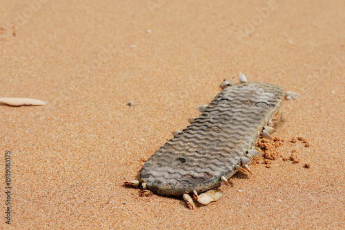 Foto An old rubber flip flop covered with living gooseneck barnacles washed ashore on a sandy beach
