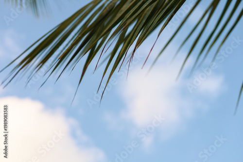 A close-up image of lush green palm leaves against a light blue sky with fluffy white clouds. A tranquil and beautiful tropical backdrop, perfect for summer, travel, and vacation themes.