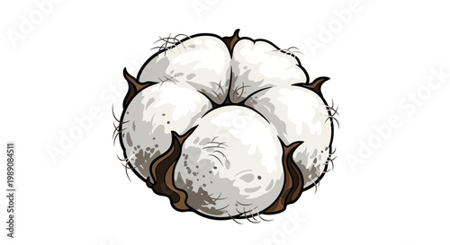 Cotton boll illustration