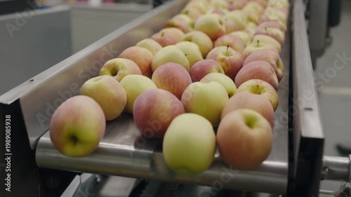 Clean and fresh gala apples on a conveyor belt in a fruit packaging warehouse