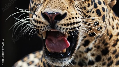 Close-up of a snarling leopard displaying sharp teeth in the wild outdoors