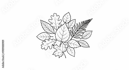 A sketch of various deciduous leaves and a fern frond arranged in a circular pattern