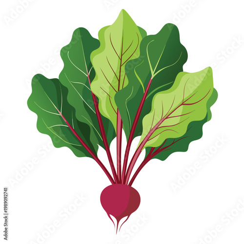 carrot tops on white background