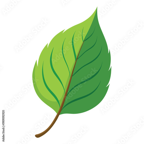 bitter leaf on white background