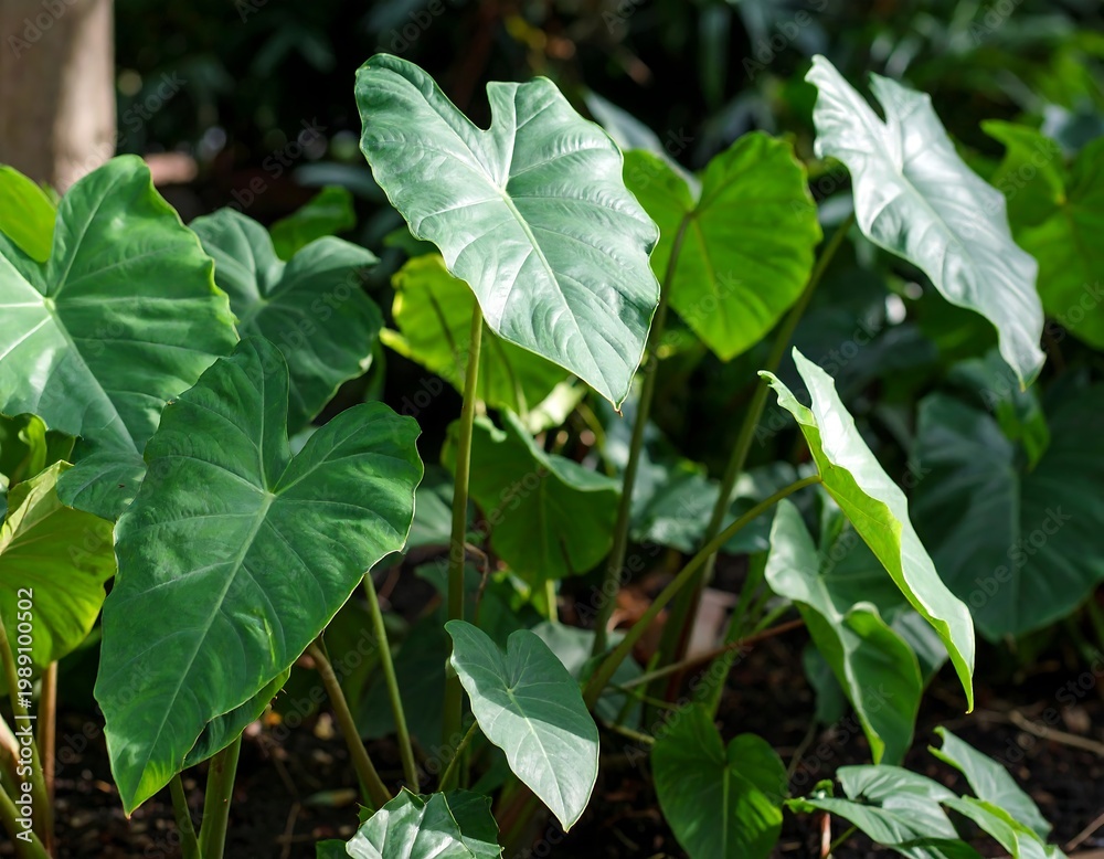 Obraz premium Lush, vibrant green leaves of a tropical plant flourish in dappled sunlight. The heart-shaped foliage is abundant, showcasing natural growth