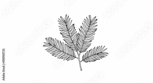 Black and white line drawing of a fir tree sprig on a white background