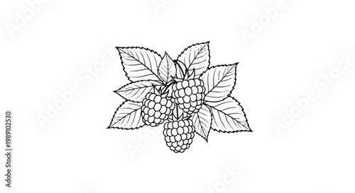 Black and white illustration of a cluster of raspberries with serrated leaves