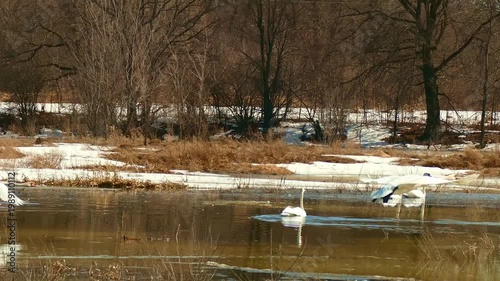 A flock of swans takes off from the spring meltwater of floodplain meadows.