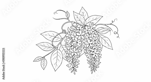 Delicate sketch of cascading wisteria blossoms and leaves