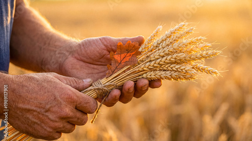 Farmer's hands holding a tied bundle of golden wheat and an autumn leaf, symbolizing bountiful harvest.