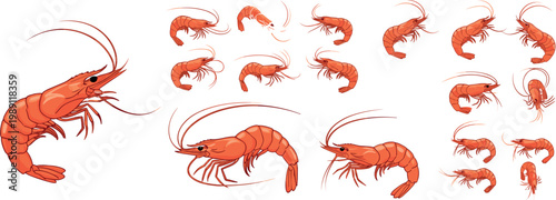 Illustration of Red Shrimp in Different Poses, Vector Artwork for Seafood, Marine Life, and Aquatic Animals