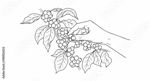 Hand picking ripe coffee cherries from a branch with leaves