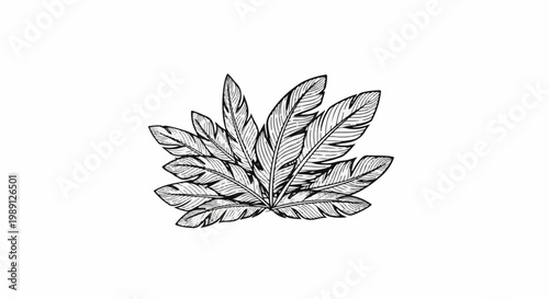 Hand-drawn sketch of multiple feather plumes radiating outwards on white