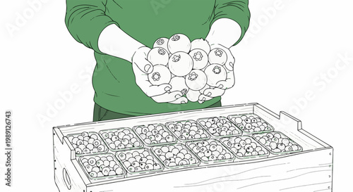 Hands hold blueberries above a wooden crate filled with small clear containers of blueberries