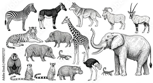 Captivating hand drawn assortment of diverse wild animals and insects in an illustrative style.