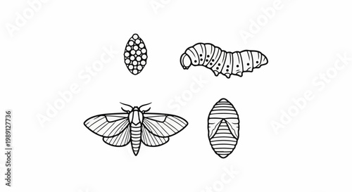 Life stages of a moth eggs, caterpillar, pupa, and adult moth illustration